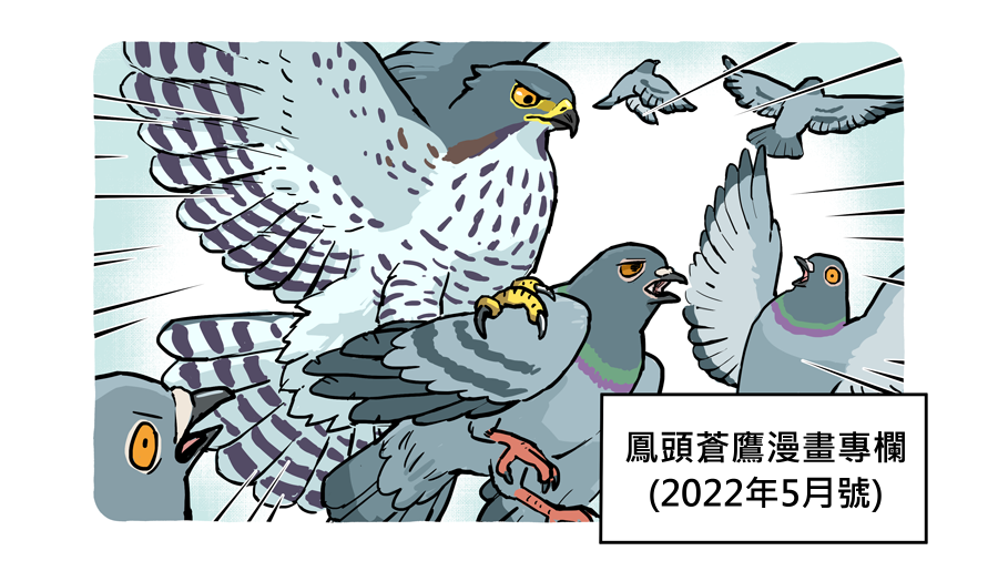 鳳頭蒼鷹漫畫專欄(2022年5月號)