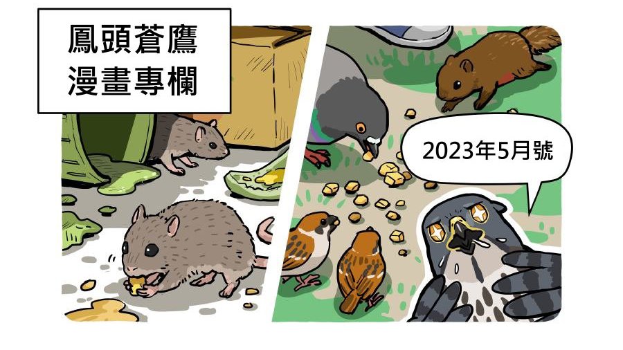 鳳頭蒼鷹漫畫專欄(2023年5月號)