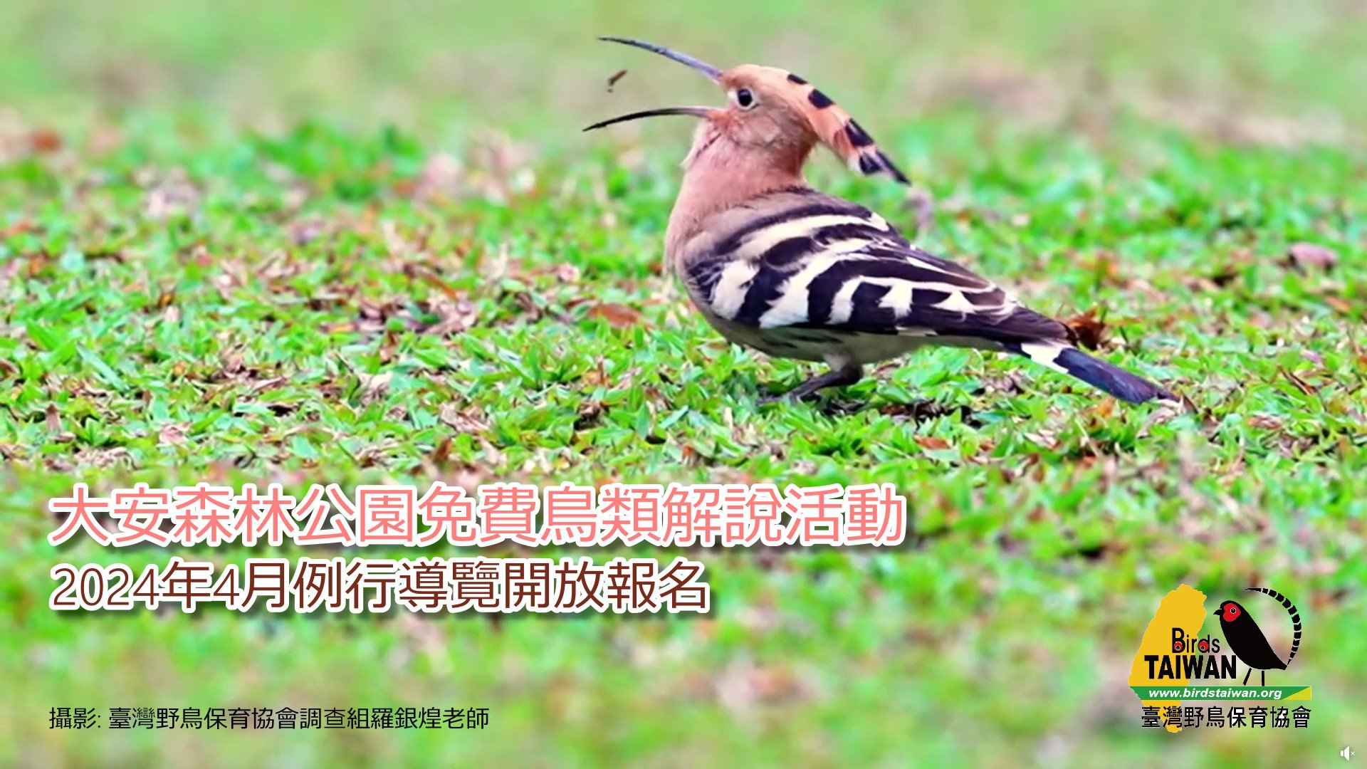 大安森林公園免費鳥類解說活動 臺灣野鳥保育協會 2024年4月例行導覽開放報名