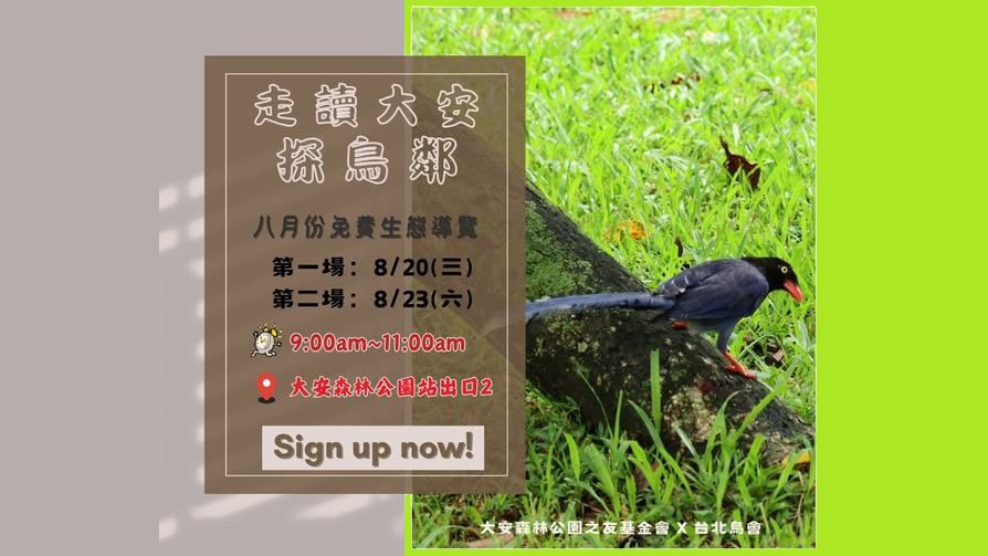 大安走讀探鳥鄰 八月份免費生態導覽
