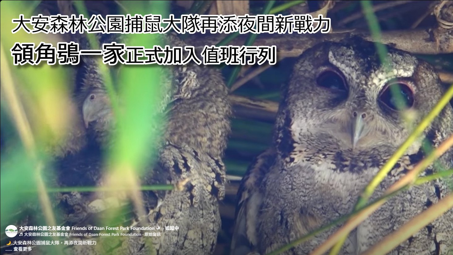 大安森林公園捕鼠大隊，再添夜間新戰力 捕鼠大隊白天有鳳頭蒼鷹坐鎮，夜裡現在有領角鴞一家，正式加入值班行