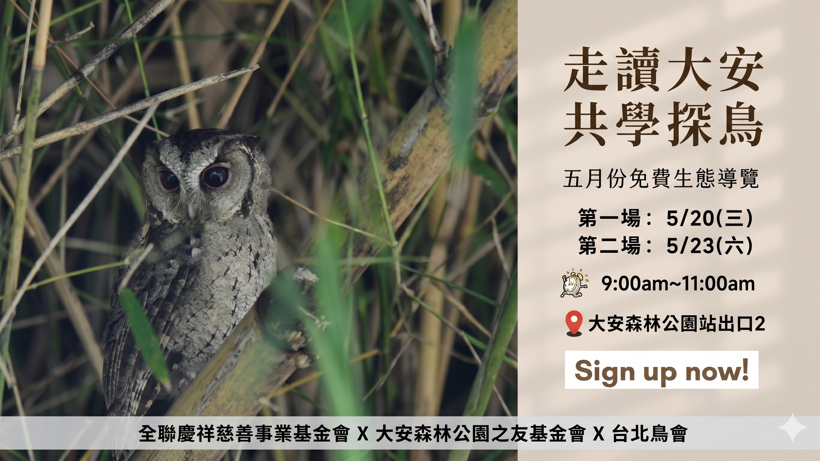 大安走讀＊共學探鳥 2026年五月份場次